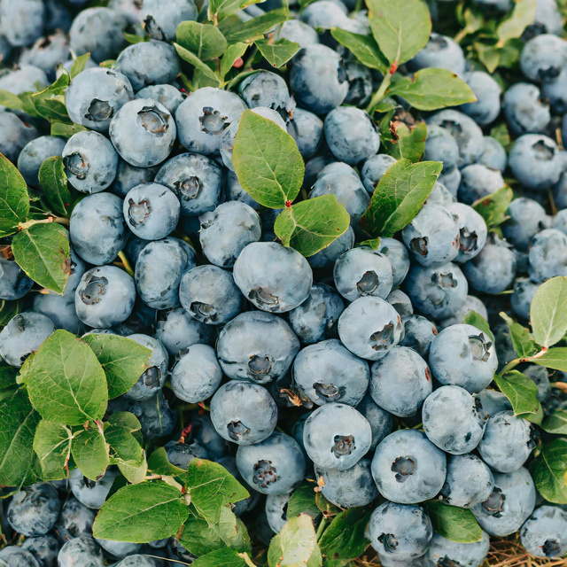 Borówka amerykańska Darrow Vaccinium corymbosum P9