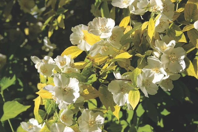 Jaśminowiec wonny Aureus Philadelphus coronarius P9