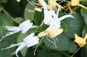 Wiciokrzew japoński Aureoreticulata Lonicera japonica C2