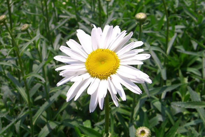 Złocień właściwy Chrysanthemum maximum P9