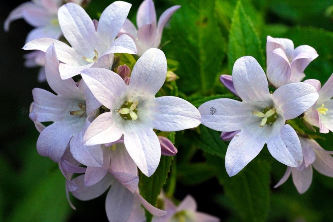 Dzwonek kremowy Loddon Anna Campanula lactiflora C3