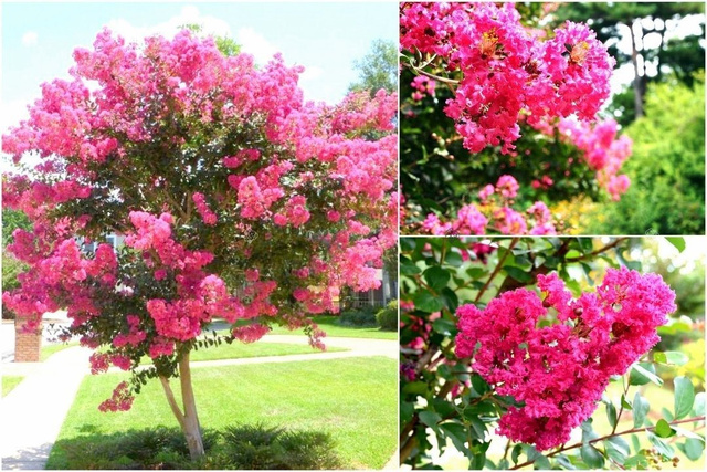 Lagerstroemia indyjska różowa Petite Pink Lagerstroemia indica P9