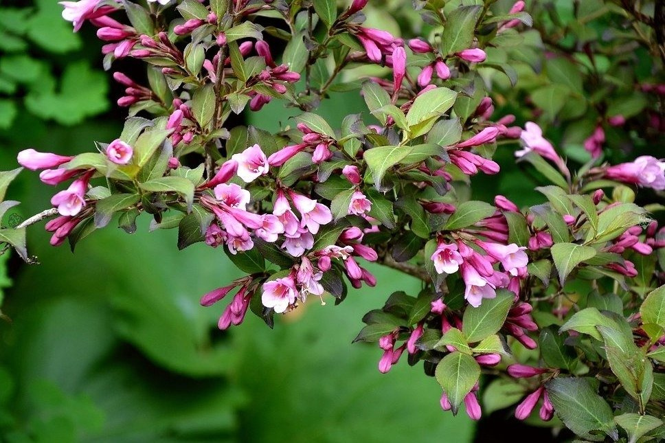 Krzewuszka Rumba Weigela florida P9