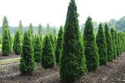 Tuja Columna Thuja occidentalis P9