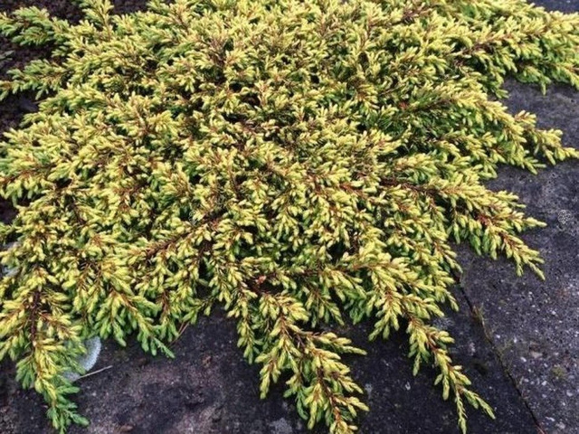Jałowiec pospolity Goldschatz Juniperus communis C2