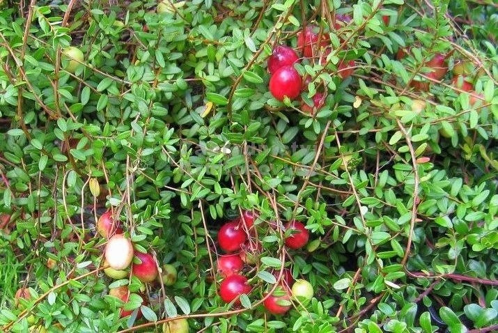 Borówka brusznica Big Pearl Vaccinium macrocarpon  P9
