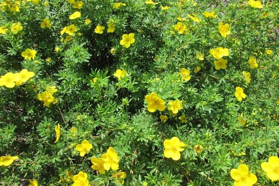 Pięciornik krzewiasty Goldfinger Potentilla fruticosa C2