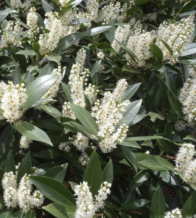 Laurowiśnia wschodnia Otto Luyken Prunus laurocerasus C2