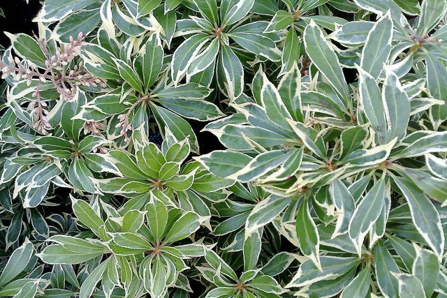 Pieris japoński Variegata Pieris japonica C2
