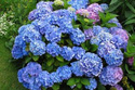 Hortensja ogrodowa Nikko Blue Hydrangea macrophylla P9