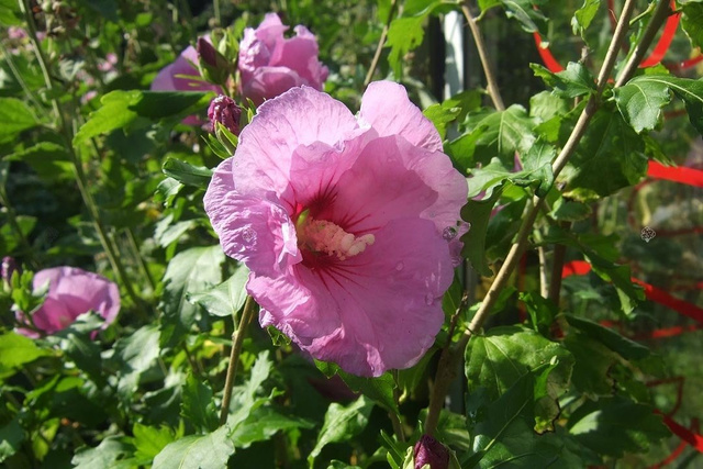 Ketmia syryjska Woodbridge Hibiscus syriacus C2