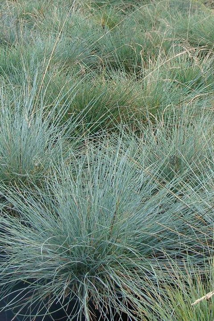 Kostrzewa sina Elijah Blue Festuca glauca P9