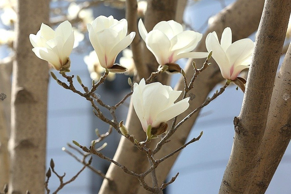 Magnolia Soulange'a Alba Superba Magnolia soulangeana C3