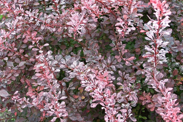 Berberys Thunberga Rose Glow Berberis thunbergii C2