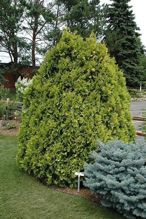 Tuja Sunkist Thuja occidentalis C7,5