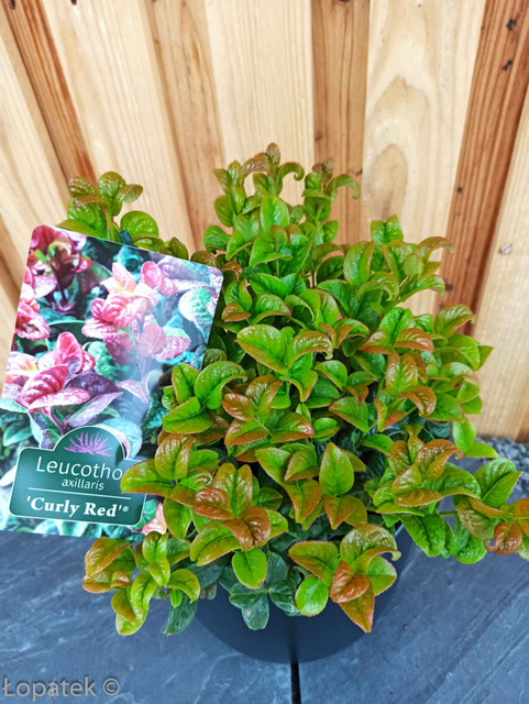Kiścień axillaris Curly Red PBR Leucothoe axillaris C1,5