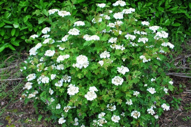 Kalina koralowa Compactum Viburnum opulus C3