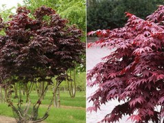 Klon palmowy Bloodgood Acer palmatum C2