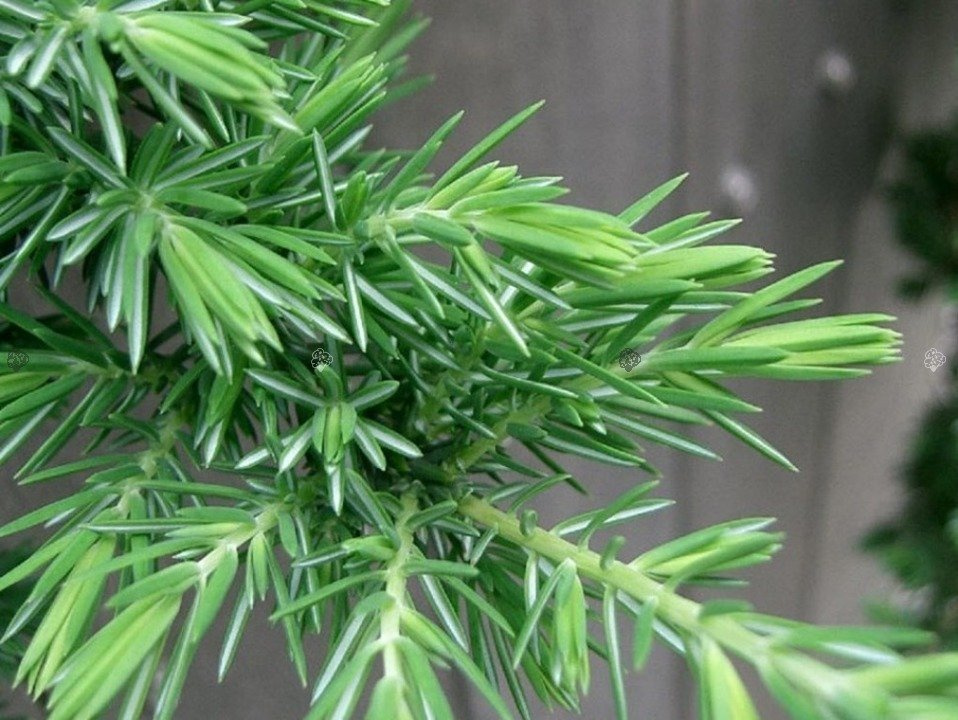 Jałowiec nadbrzeżny Blue Pacific Juniperus conferta C3