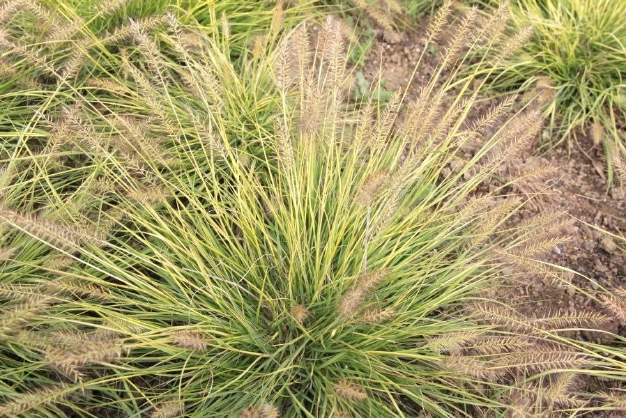 Rozplenica japońska Hameln Gold PBR Pennisetum alopecuroides C2