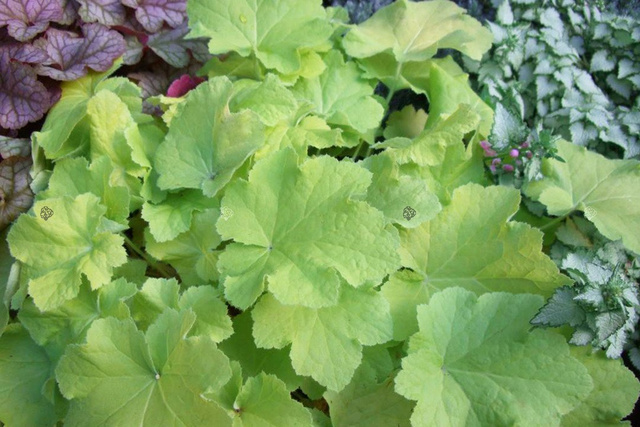 Żurawka Citronelle PBR Heuchera C1,4