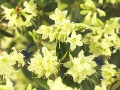 Różanecznik Shamrock Rhododendron Keiskei C1,5
