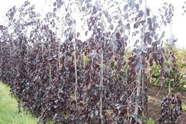 Buk pospolity Purple Fountain Fagus sylvatica C3