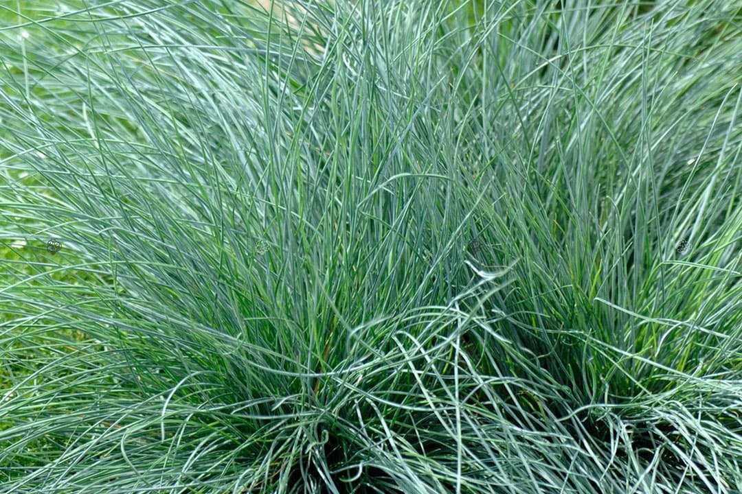 Kostrzewa popielata Festuca glauca Festina P9