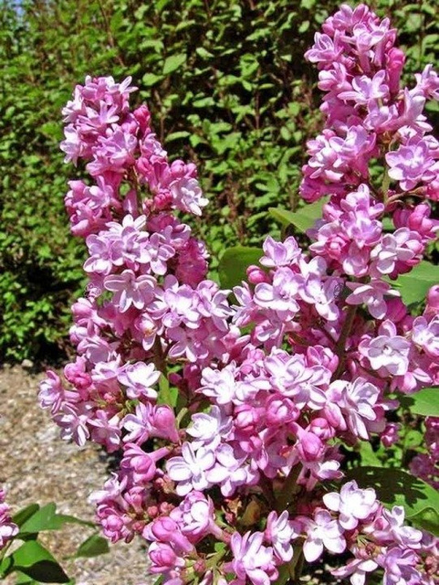 Lilak pospolity Belle de Nancy Syringa vulgaris C2