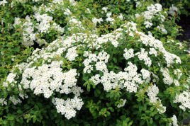 Tawuła nippońska Halward's Silver Spiraea nipponica P9