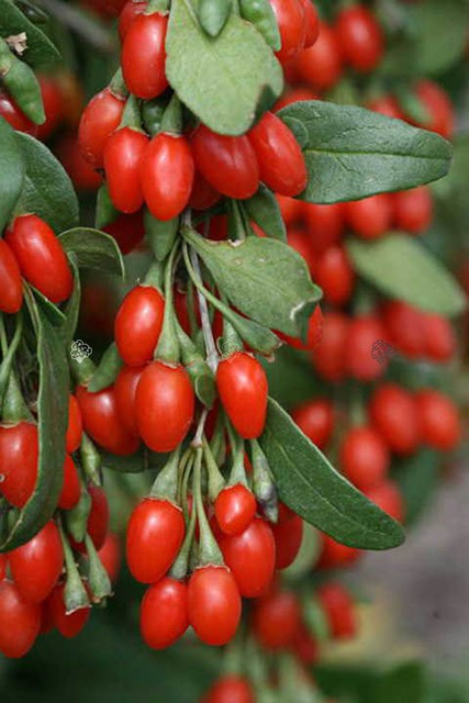 Kolcowój szkarłatny pospolity Lycium barbarum C2