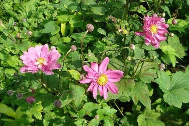 Zawilec mieszańcowy Rotkappchen Anemone hybrida C3