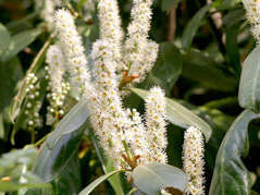 Laurowiśnia wschodnia Caucasica Prunus laurocerasus P9