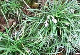 Konwalnik japoński Minor Variegata Ophiopogon japonicus C3
