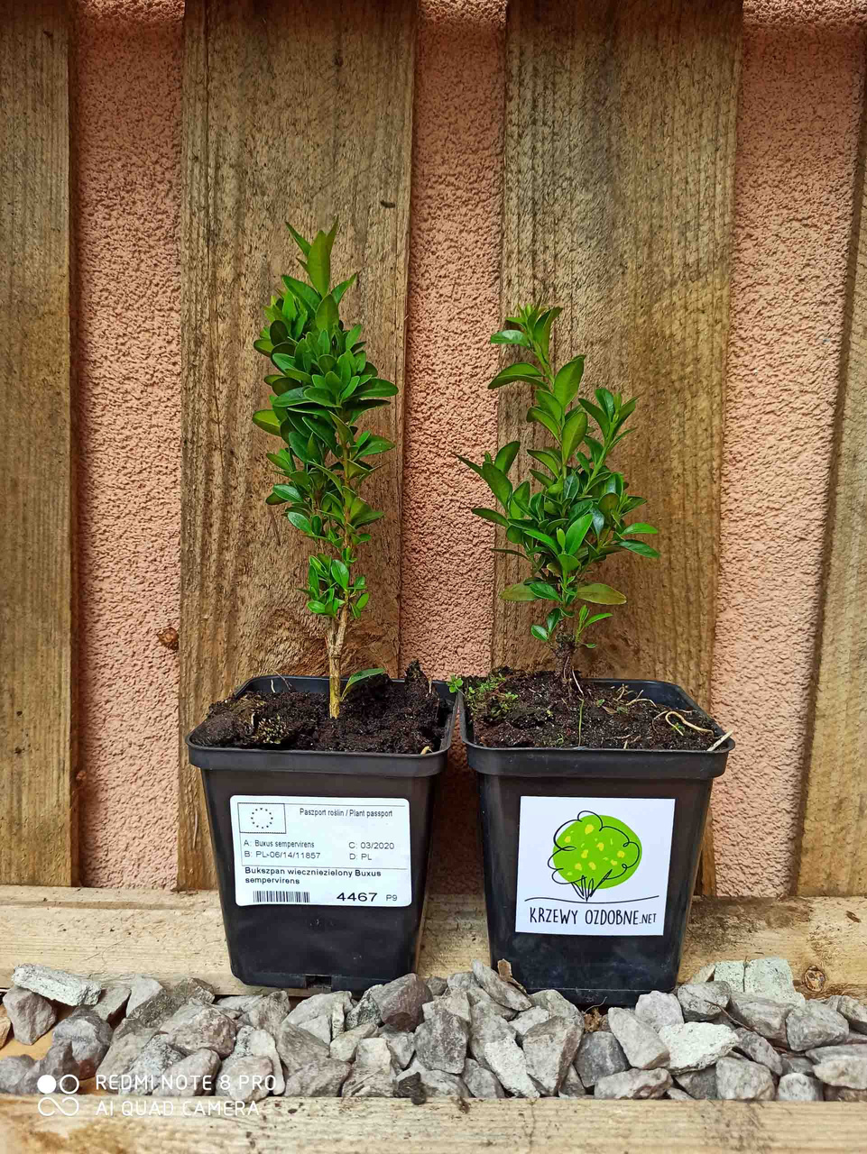 Bukszpan wieczniezielony kula Buxus sempervirens C7,5
