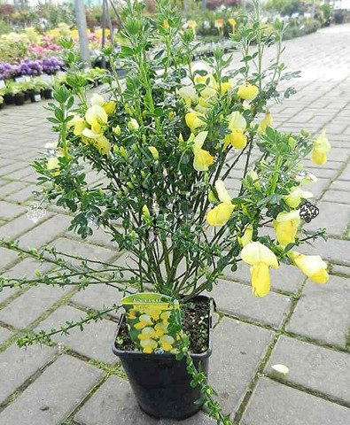 Żarnowiec Luna Cytisus C2