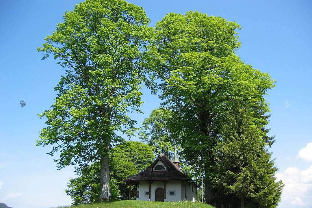 Lipa drobnolistna Tilia cordata C2