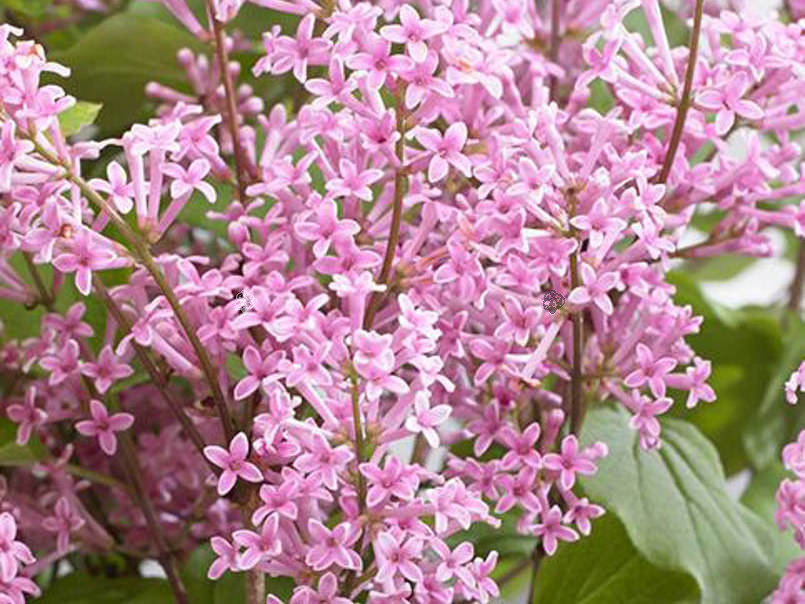Lilak Flowerfesta Pink Anny200817 PBR Syringa C2