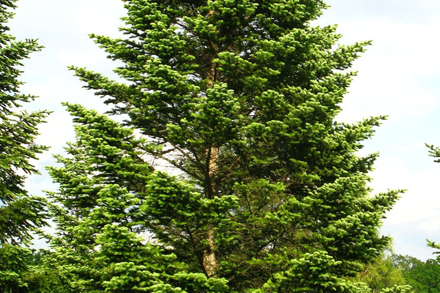 Jodła kaukaska Abies nordmanniana P9