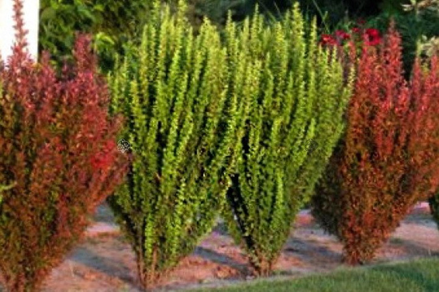 Berberys Thunberga Erecta Berberis thunbergii C2