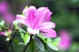 Azalia japońska Orlice Rhododendron obtusum