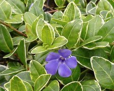 Barwinek pospolity Aureovariegata Vinca minor