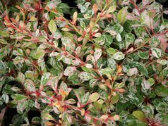 Berberys Thunberga Natasza PBR Berberis thunbergii