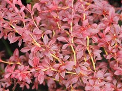 Berberys Thunberga Orange Dream PBR Berberis thunbergii