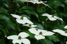 Dereń kousa Cornus kousa