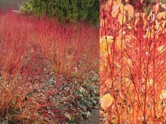 Dereń świdwa Anny's Winter Orange Cornus sanguinea