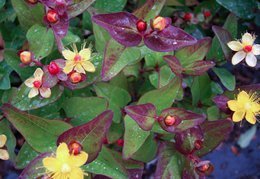 Dziurawiec bezwonny Magical Red Fame PBR Hypericum inodorum