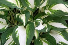 Funkia Fire and Ice Hosta