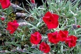 Goździk siny Rubin Dianthus gratianopolitanus