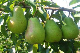 Grusza Lukasówka Pyrus communis